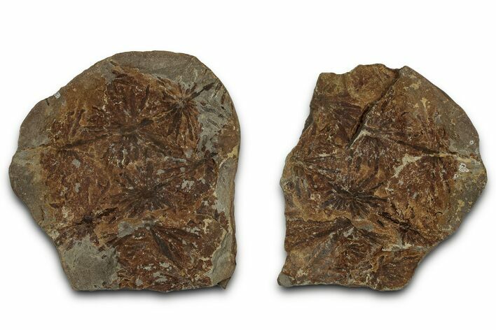 Fossil Horsetail (Annularia) Nodule Pos/Neg - Mazon Creek #331728